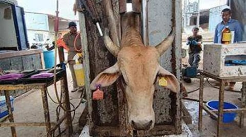 Cow standing in a metal frame structure at an outdoor market or livestock facility with people and equipment visible in the background