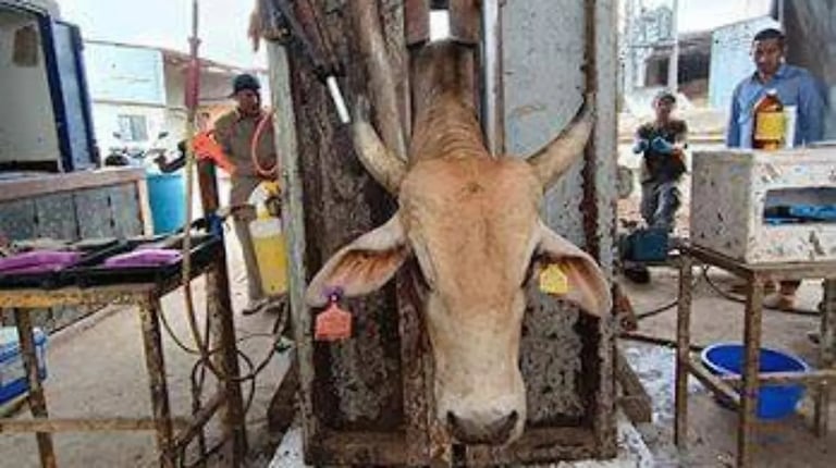 Cow standing in a metal frame structure at an outdoor market or livestock facility with people and equipment visible in the background
